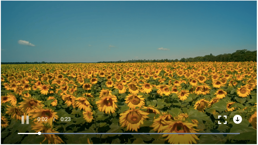 Field of Sunflowers on a Sunny Day from MixKit