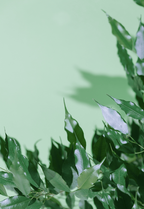 Ficus plant on mint wall background. Fresh green concept by EvgeniyaPorechenskaya