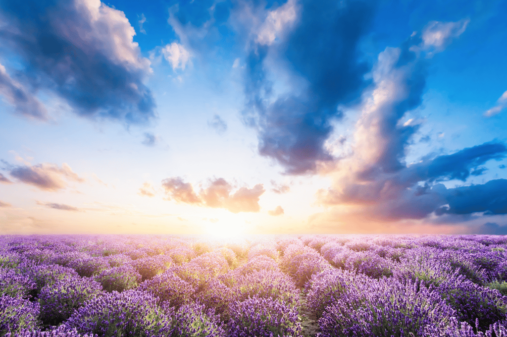 Lavender flower field at sunset by photocreo