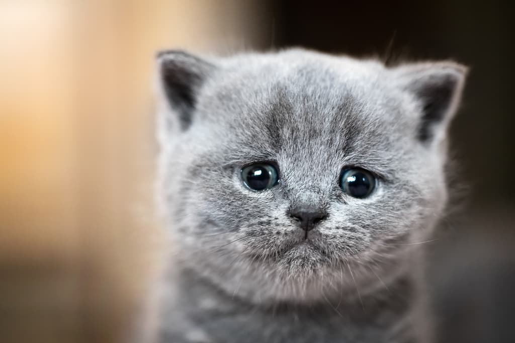 Cute kitten portrait from Envato Elements. British Shorthair cat with a sad, crying expression