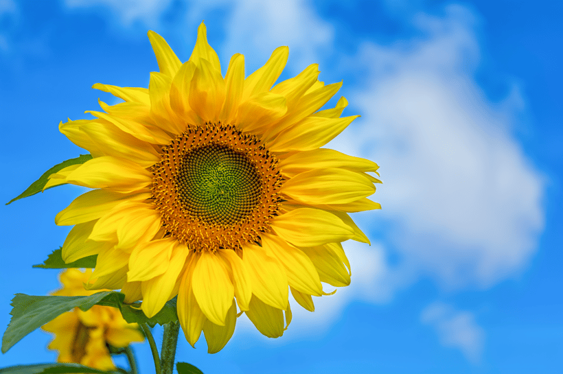 Sunflower over blue cloudy sky, copy space by TasiPas